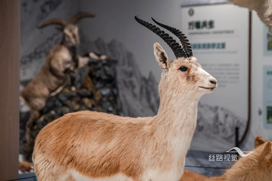 在北京正式开启，由丝路视觉参